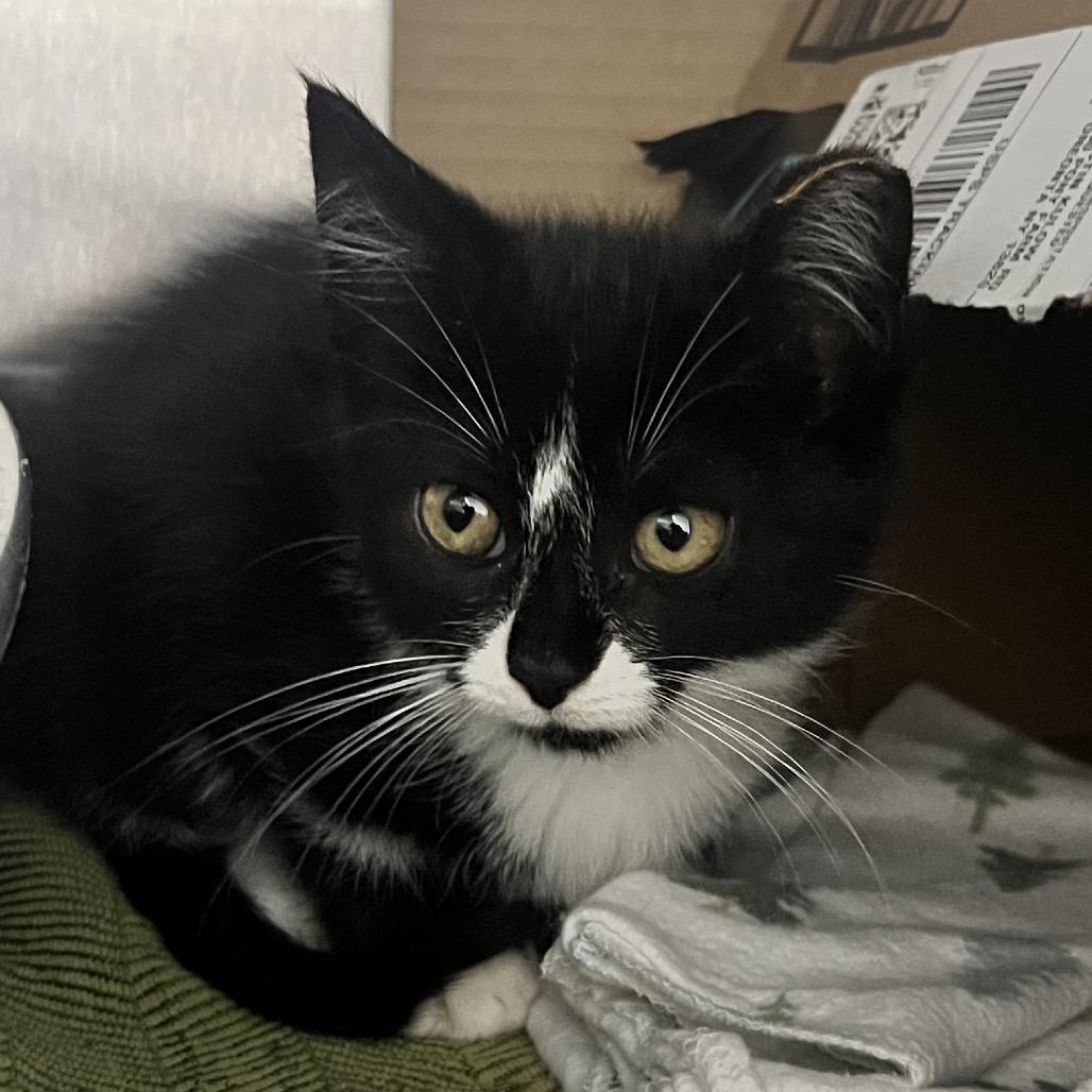 Georgina, Adoptable, Kitten Female Domestic Short Hair.