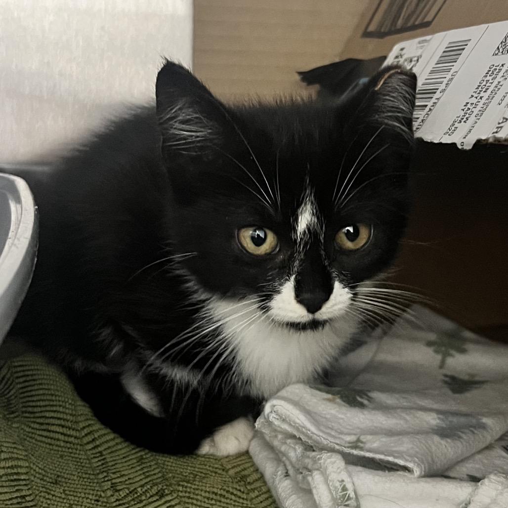 Enlarge Georgina, a Adoptable Domestic Short Hair in Oneonta, NY image 2/6