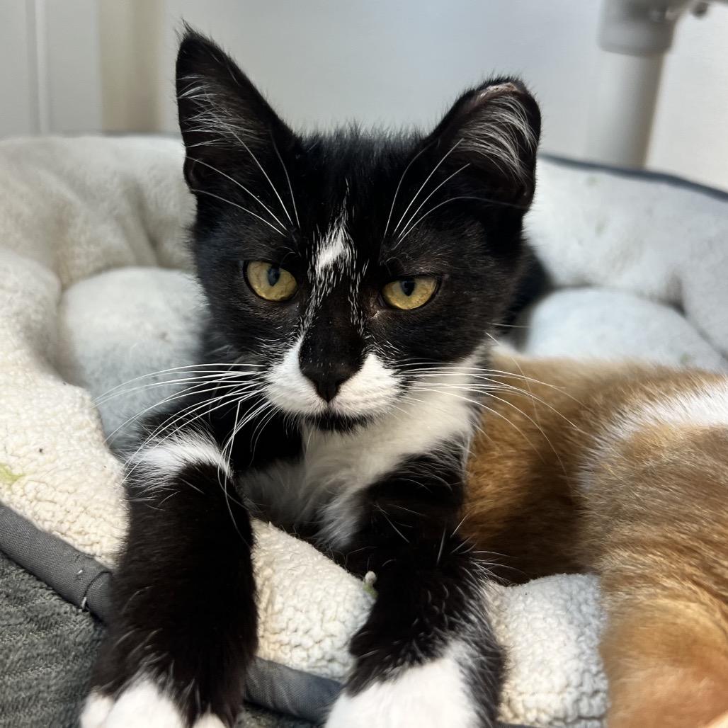 Enlarge Georgina, a Adoptable Domestic Short Hair in Oneonta, NY image 3/6