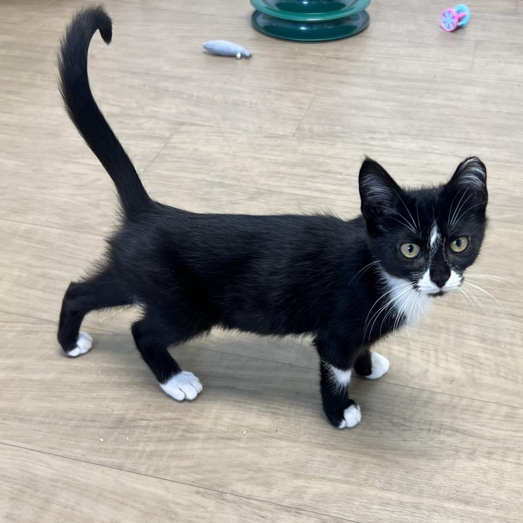 Enlarge Georgina, a Adoptable Domestic Short Hair in Oneonta, NY image 5/6