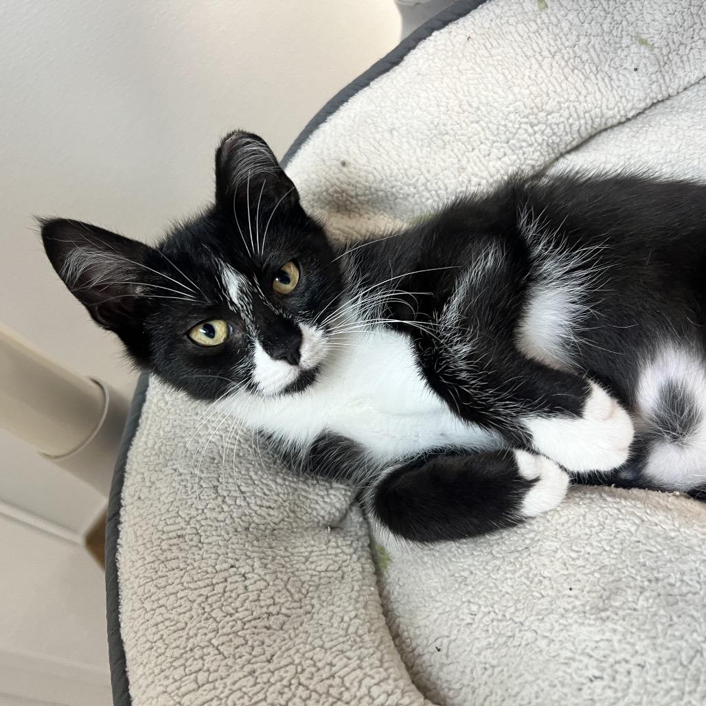 Enlarge Georgina, a Adoptable Domestic Short Hair in Oneonta, NY image 6/6