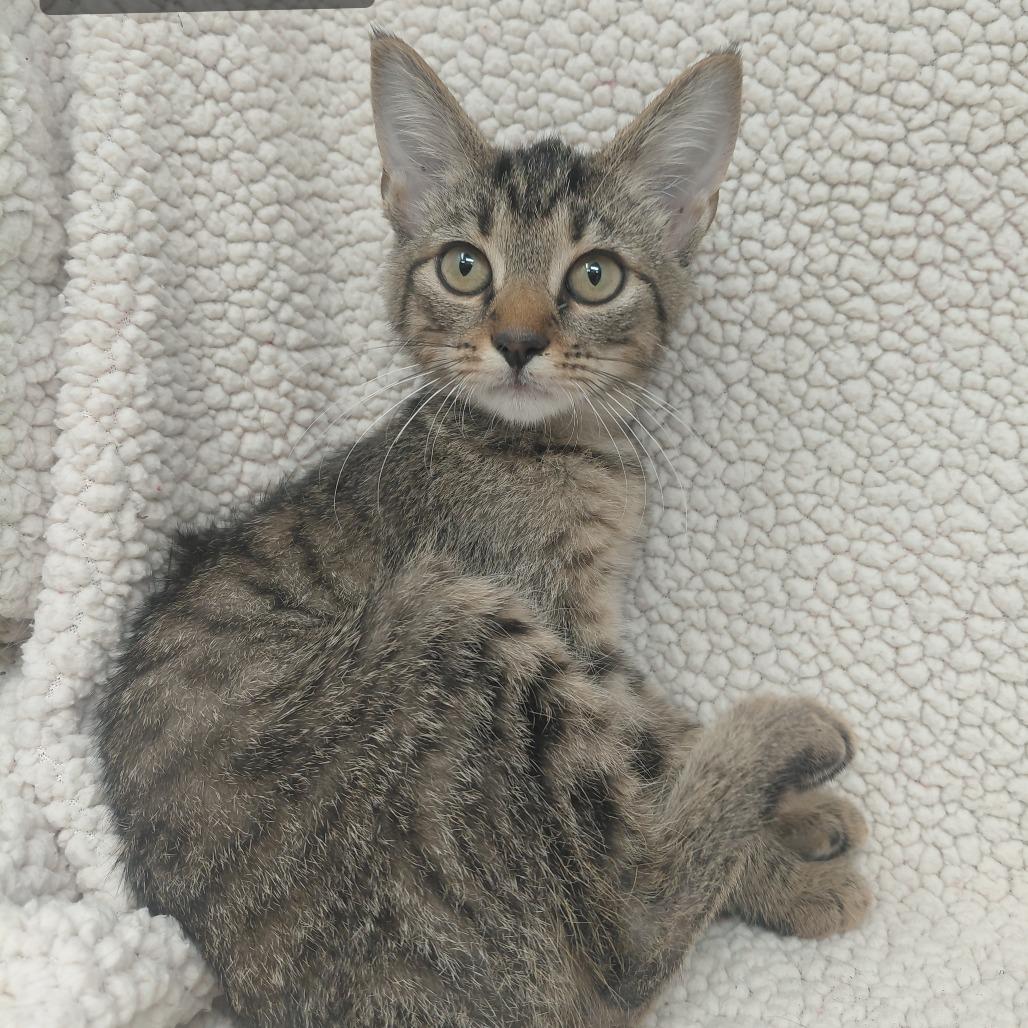 Mela, Adoptable, Kitten Female Manx.