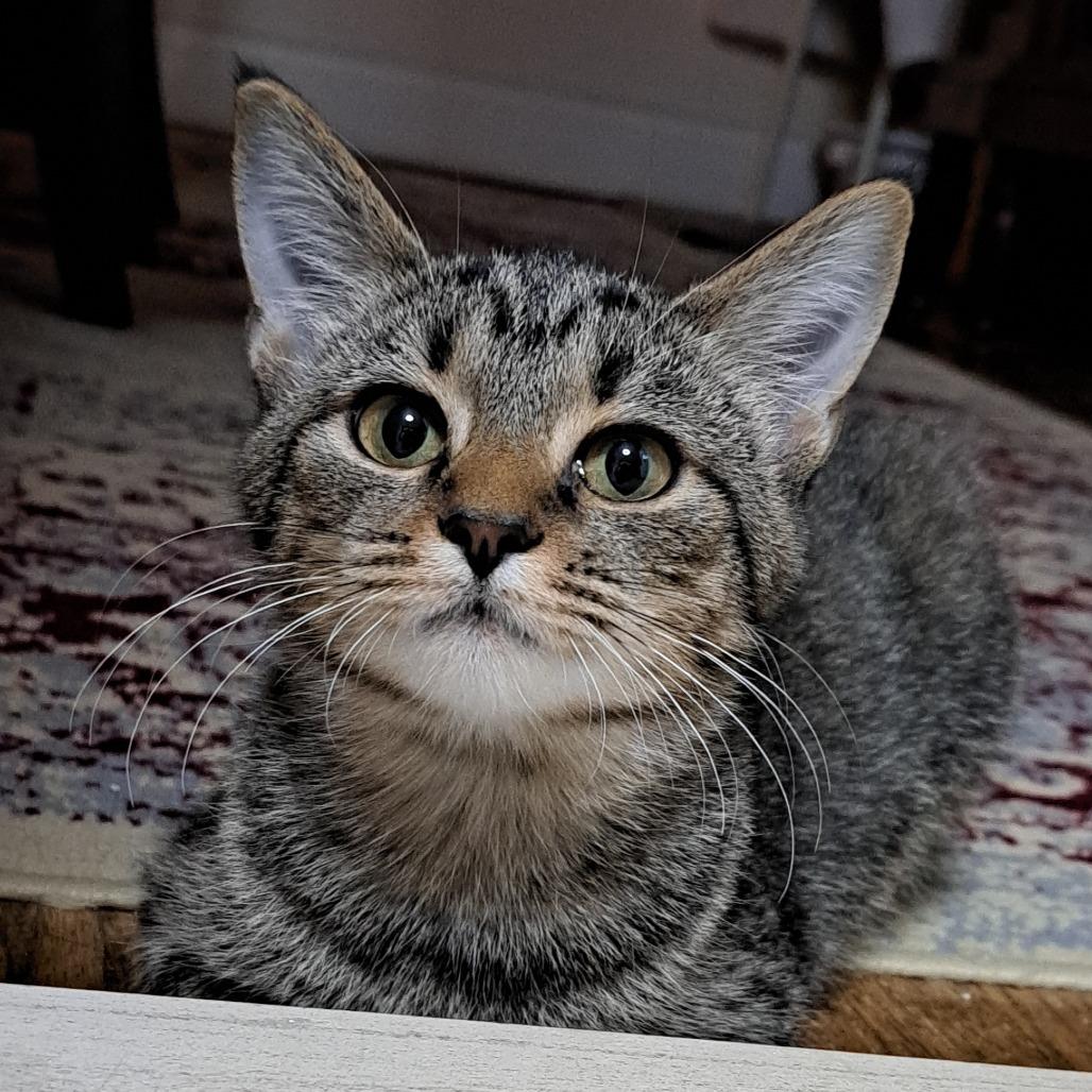 Enlarge Mela, a Adoptable Manx in Staten Island, NY image 2/4