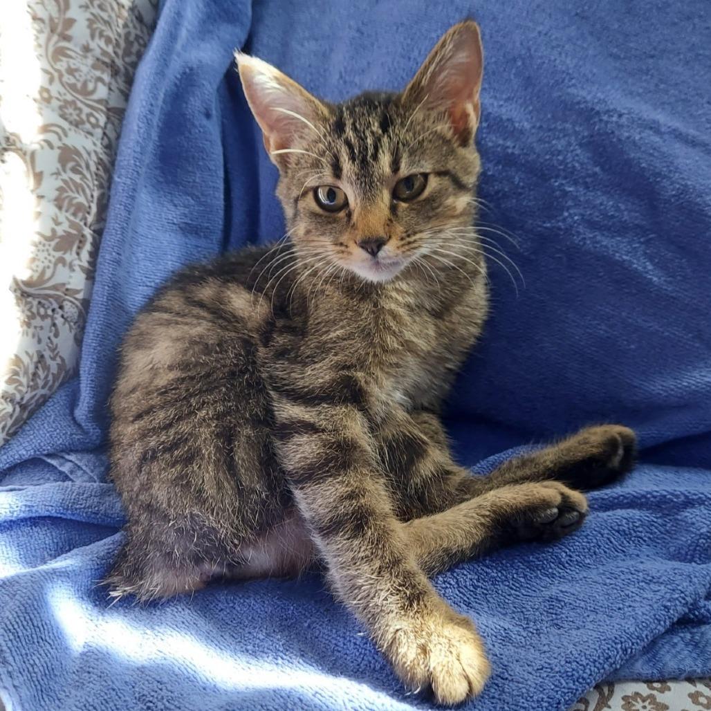 Enlarge Mela, a Adoptable Manx in Staten Island, NY image 3/4