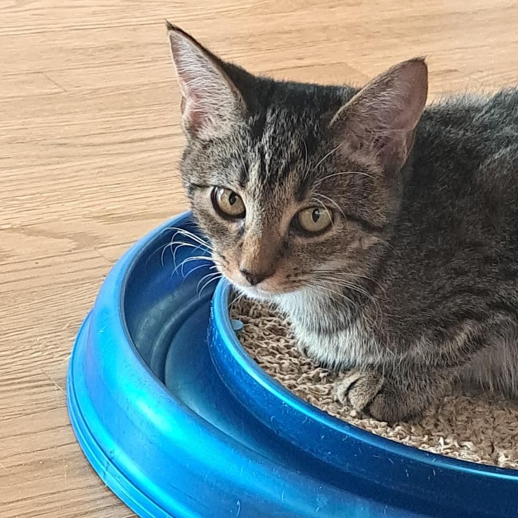 Enlarge Mela, a Adoptable Manx in Staten Island, NY image 4/4