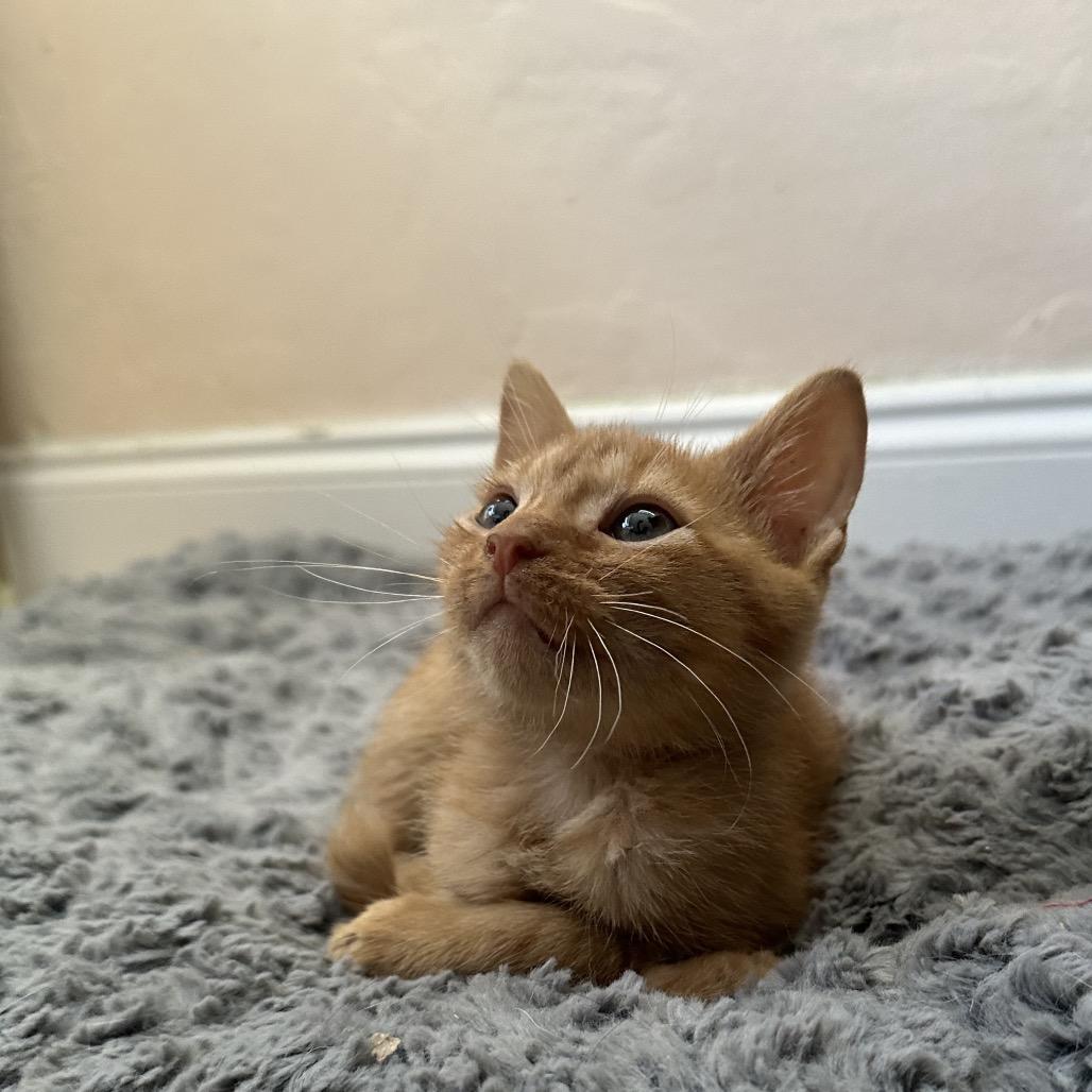 Enlarge Sully, an adopted Domestic Short Hair in Hollywood, FL image 4/4