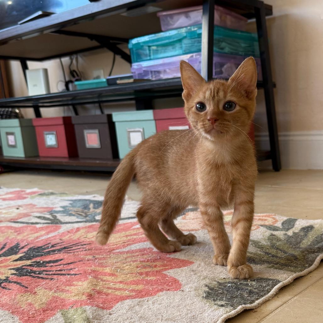 Enlarge Sully, an adopted Domestic Short Hair in Hollywood, FL image 2/4