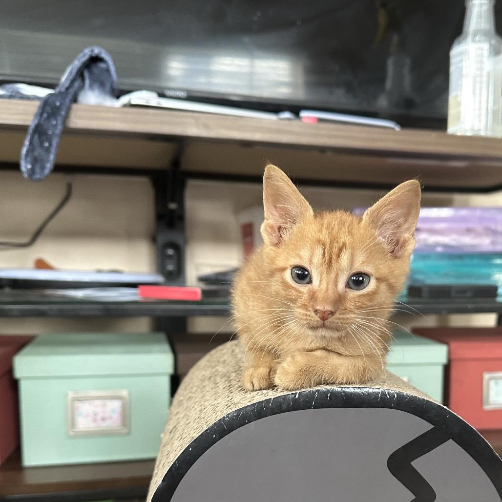 Enlarge Sully, an adopted Domestic Short Hair in Hollywood, FL image 3/4