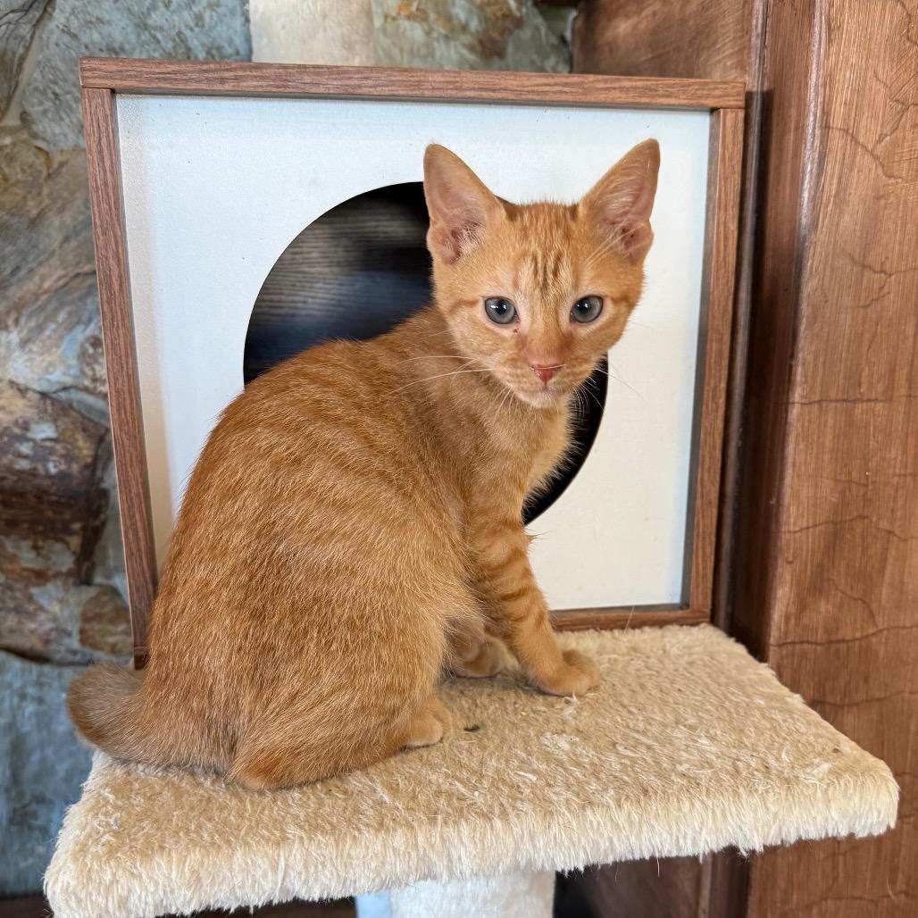 Enlarge Sully, an adopted Domestic Short Hair in Hollywood, FL image 1/4