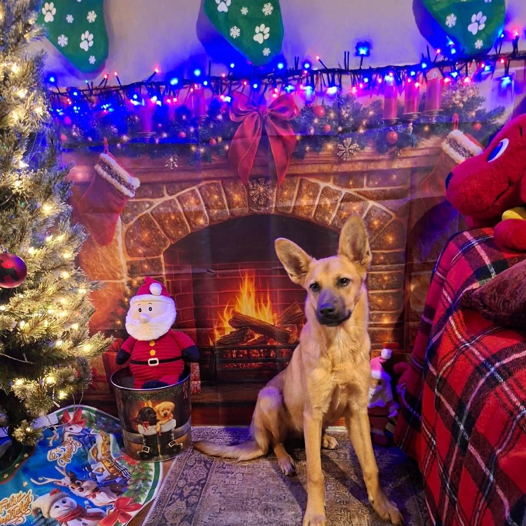 Greta, a Adoptable Carolina Dog in San Diego, CA image 1/2