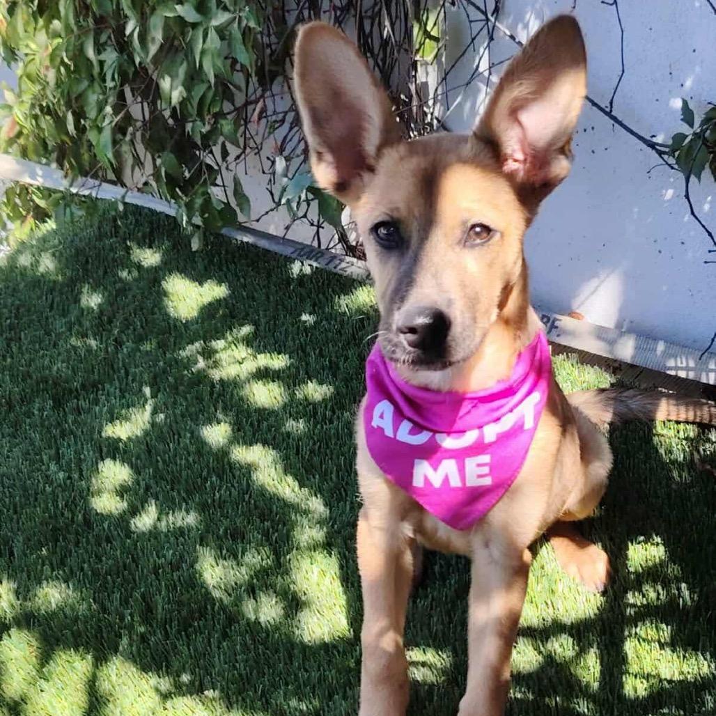 Enlarge Greta, a Adoptable Carolina Dog in San Diego, CA image 2/6