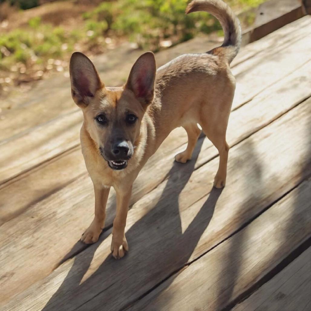 Enlarge Greta, a Adoptable Carolina Dog in San Diego, CA image 2/6
