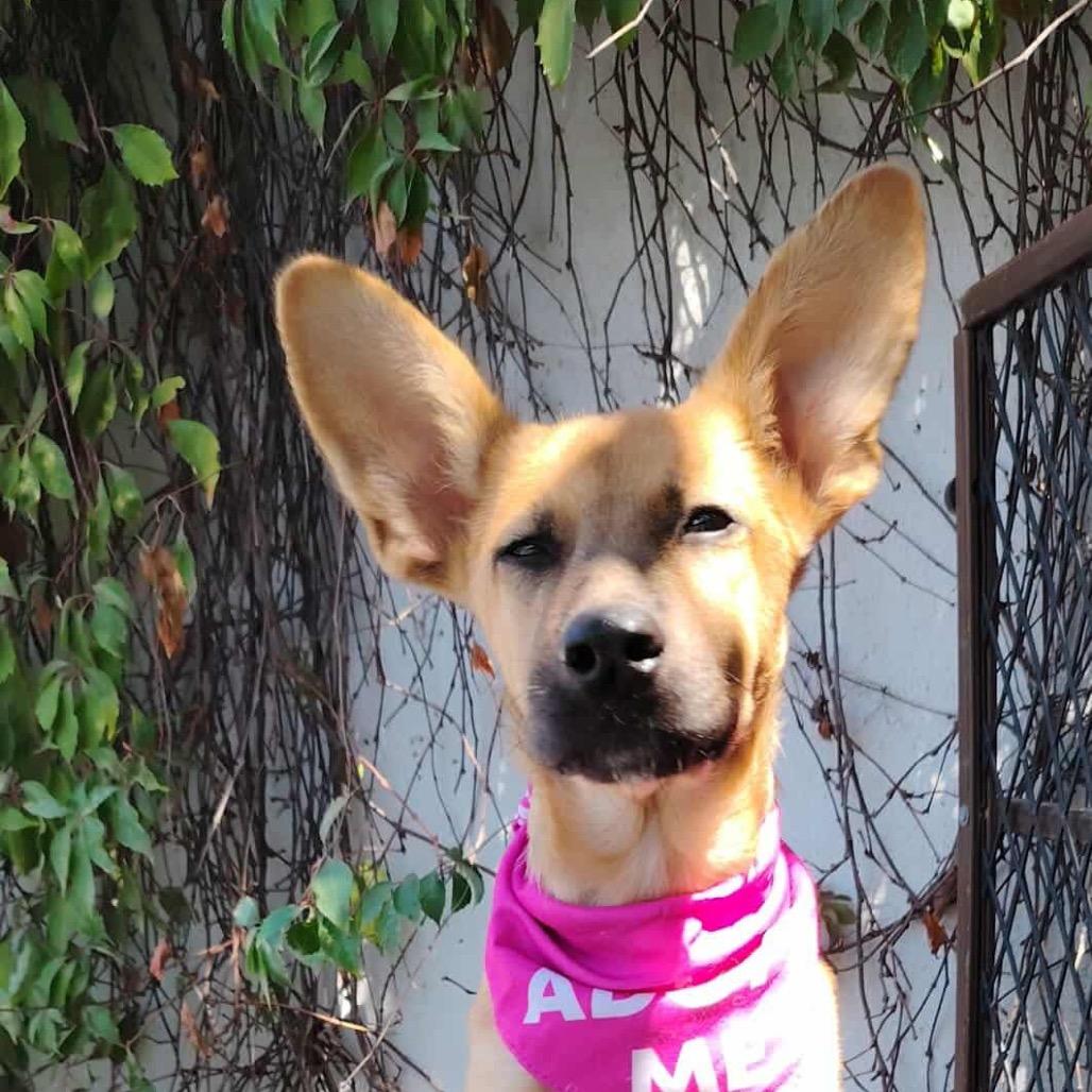 Enlarge Greta, a Adoptable Carolina Dog in San Diego, CA image 3/6