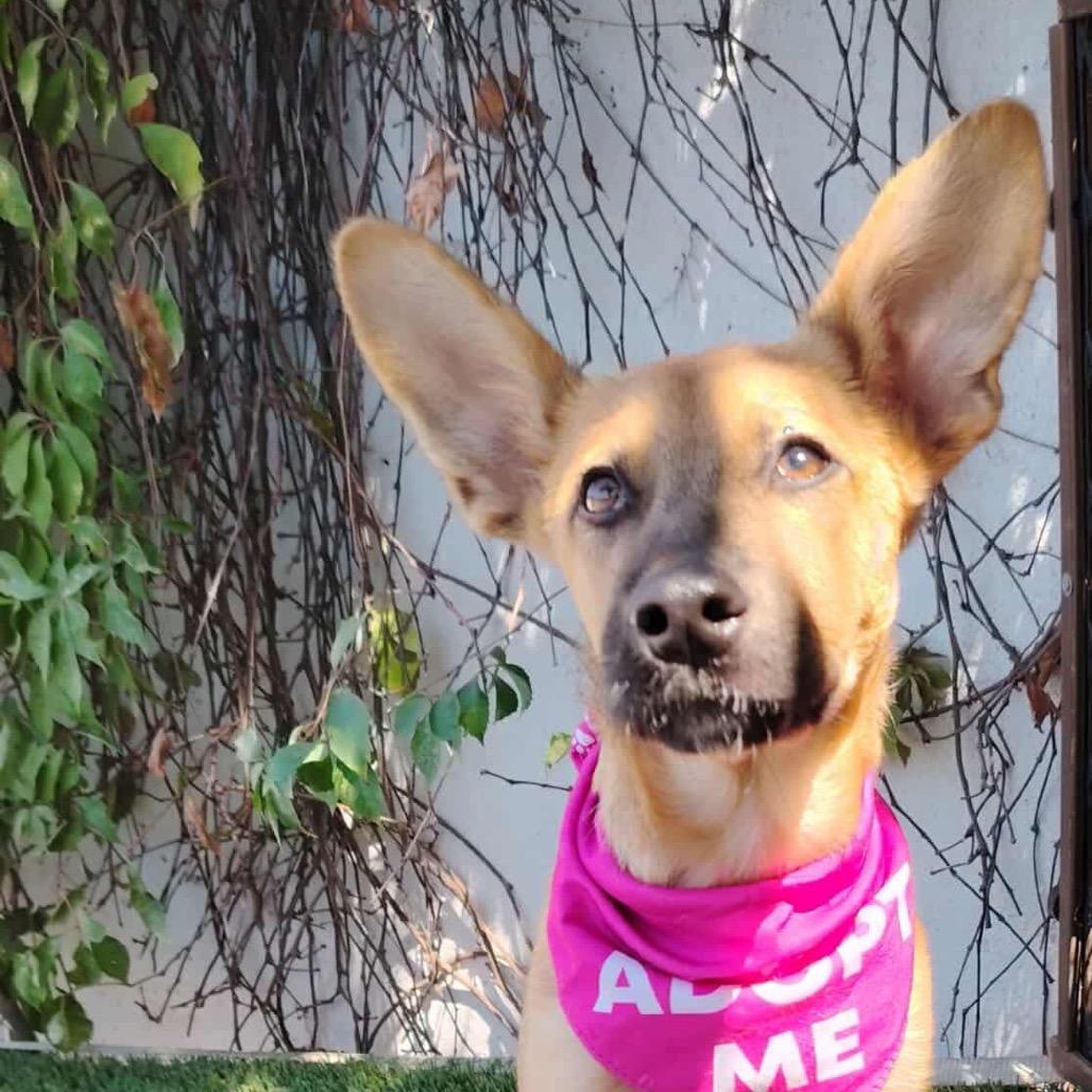 Enlarge Greta, a Adoptable Carolina Dog in San Diego, CA image 4/6