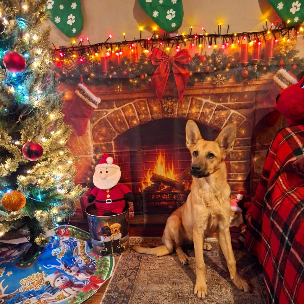 Greta, a Adoptable Carolina Dog in San Diego, CA image 2/2