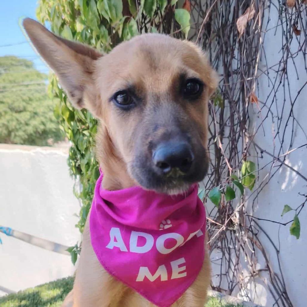 Enlarge Greta, a Adoptable Carolina Dog in San Diego, CA image 6/6