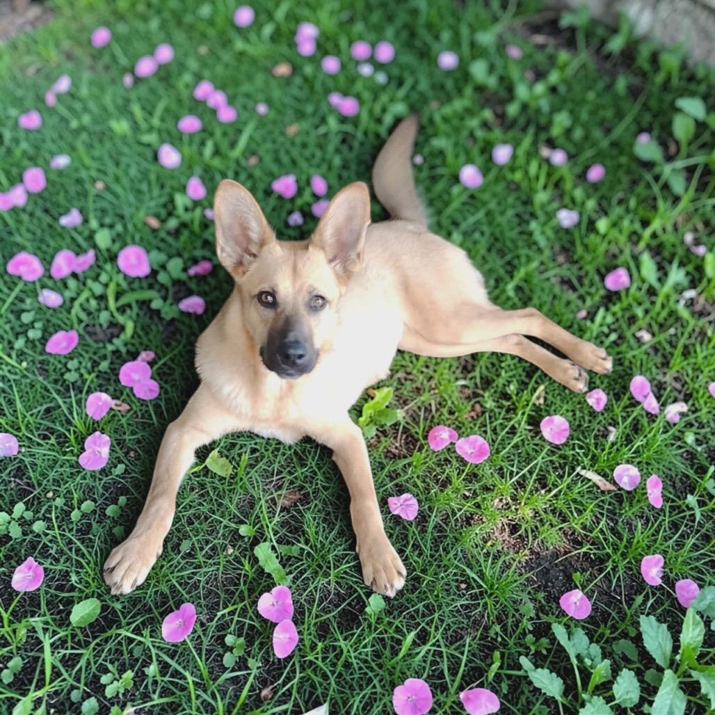 Enlarge Greta, a Adoptable Carolina Dog in San Diego, CA image 6/6