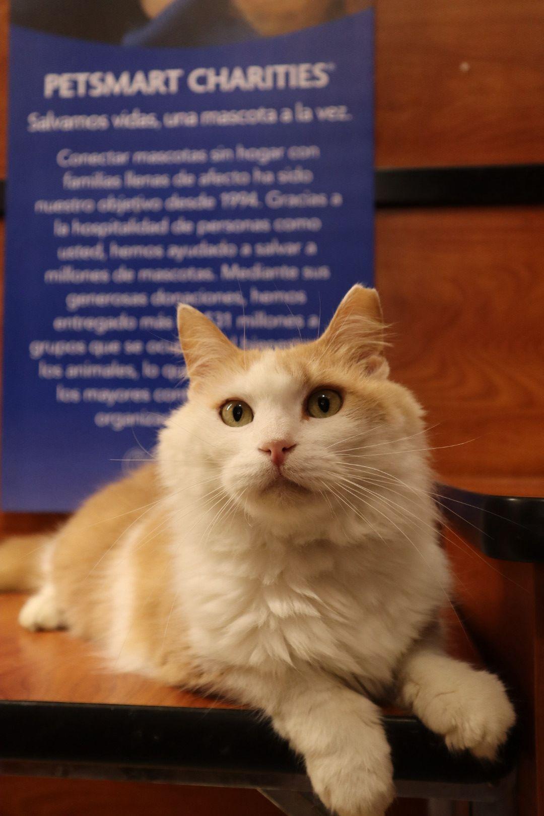 Enlarge Farrah, an adoption pending Domestic Medium Hair in San Juan, PR image 3/6