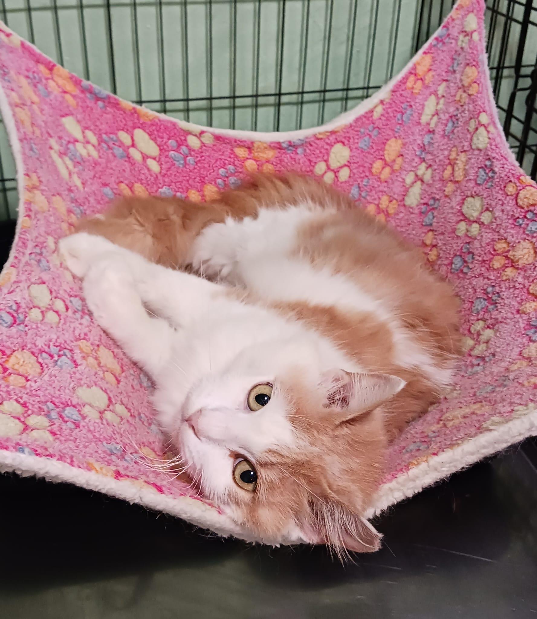 Enlarge Farrah, a ADOPTABLE Domestic Medium Hair in San Juan, PR image 2/6