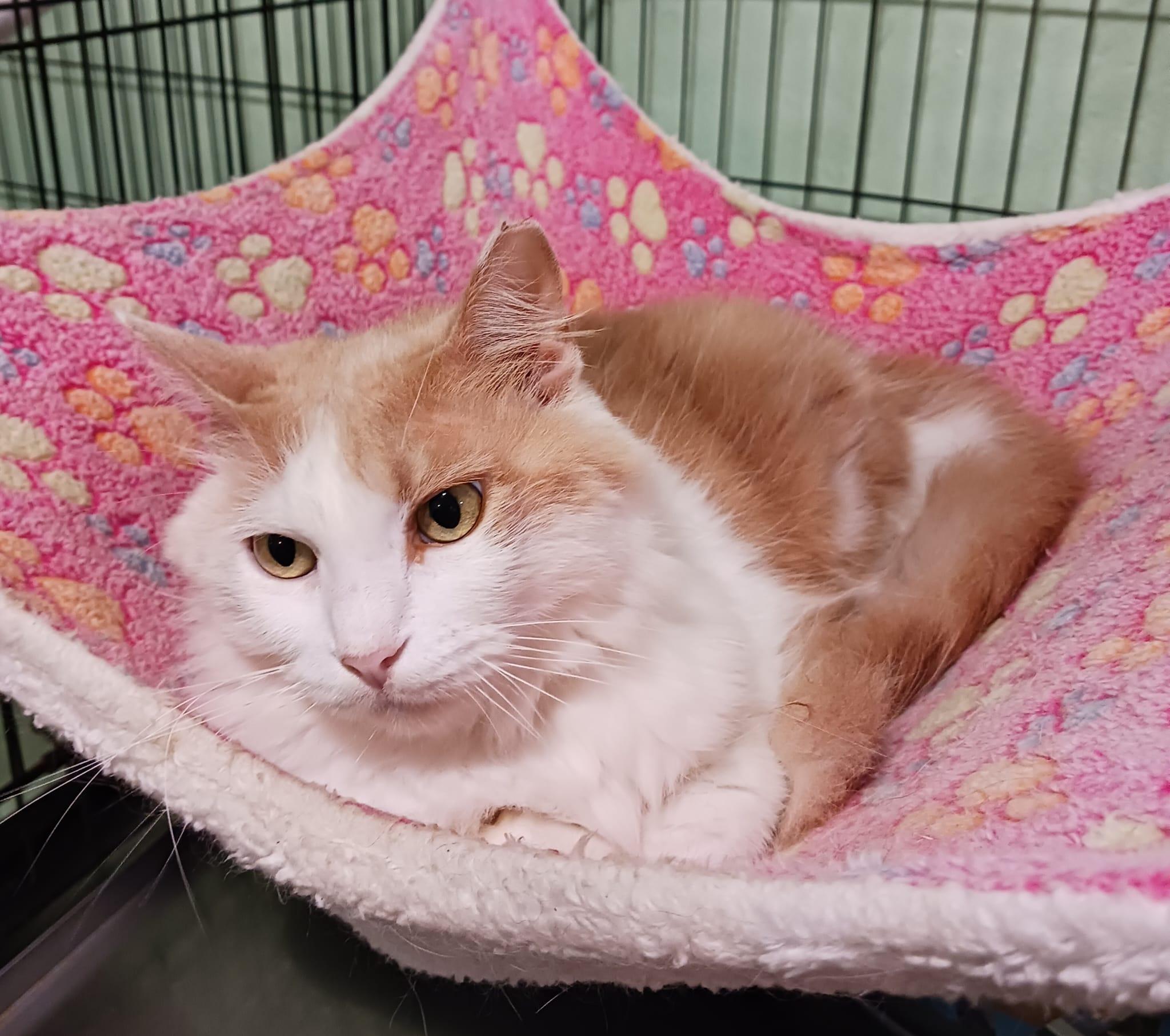 Enlarge Farrah, a ADOPTABLE Domestic Medium Hair in San Juan, PR image 3/6