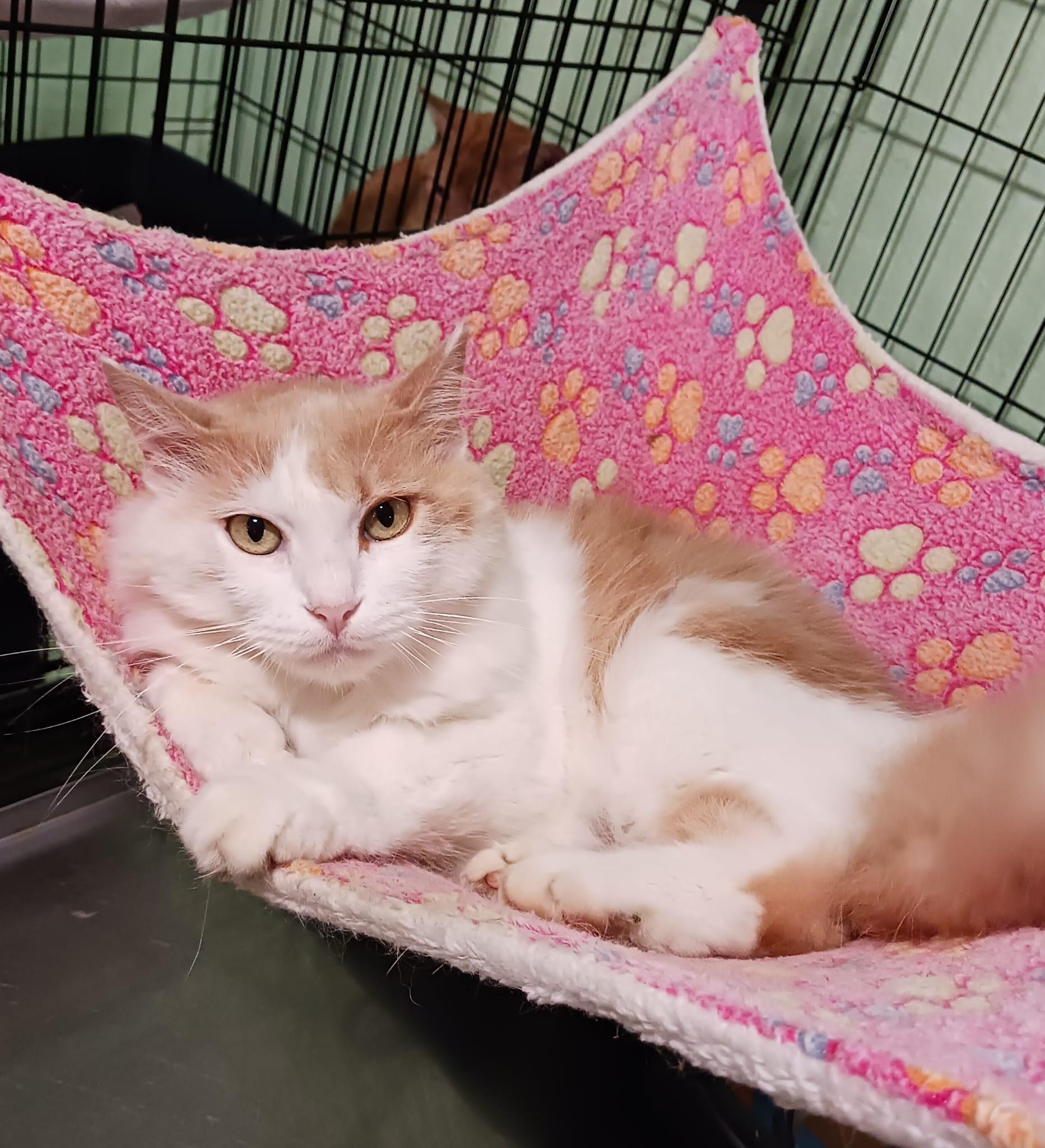 Enlarge Farrah, a ADOPTABLE Domestic Medium Hair in San Juan, PR image 4/6