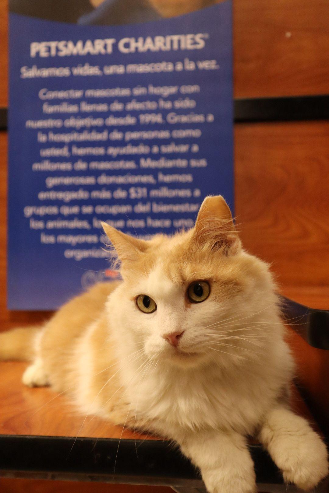 Enlarge Farrah, an adoption pending Domestic Medium Hair in San Juan, PR image 4/6