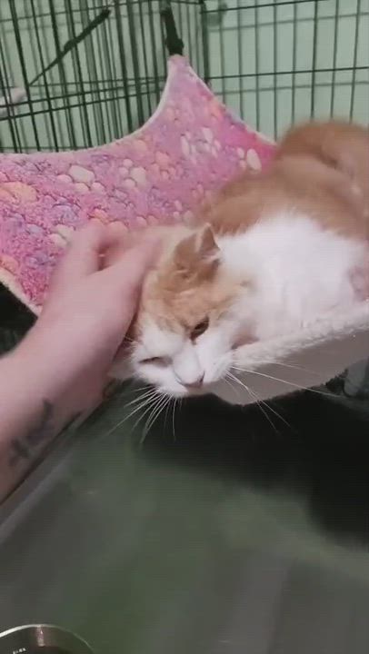 Enlarge Farrah, a ADOPTABLE Domestic Medium Hair in San Juan, PR video 5/6