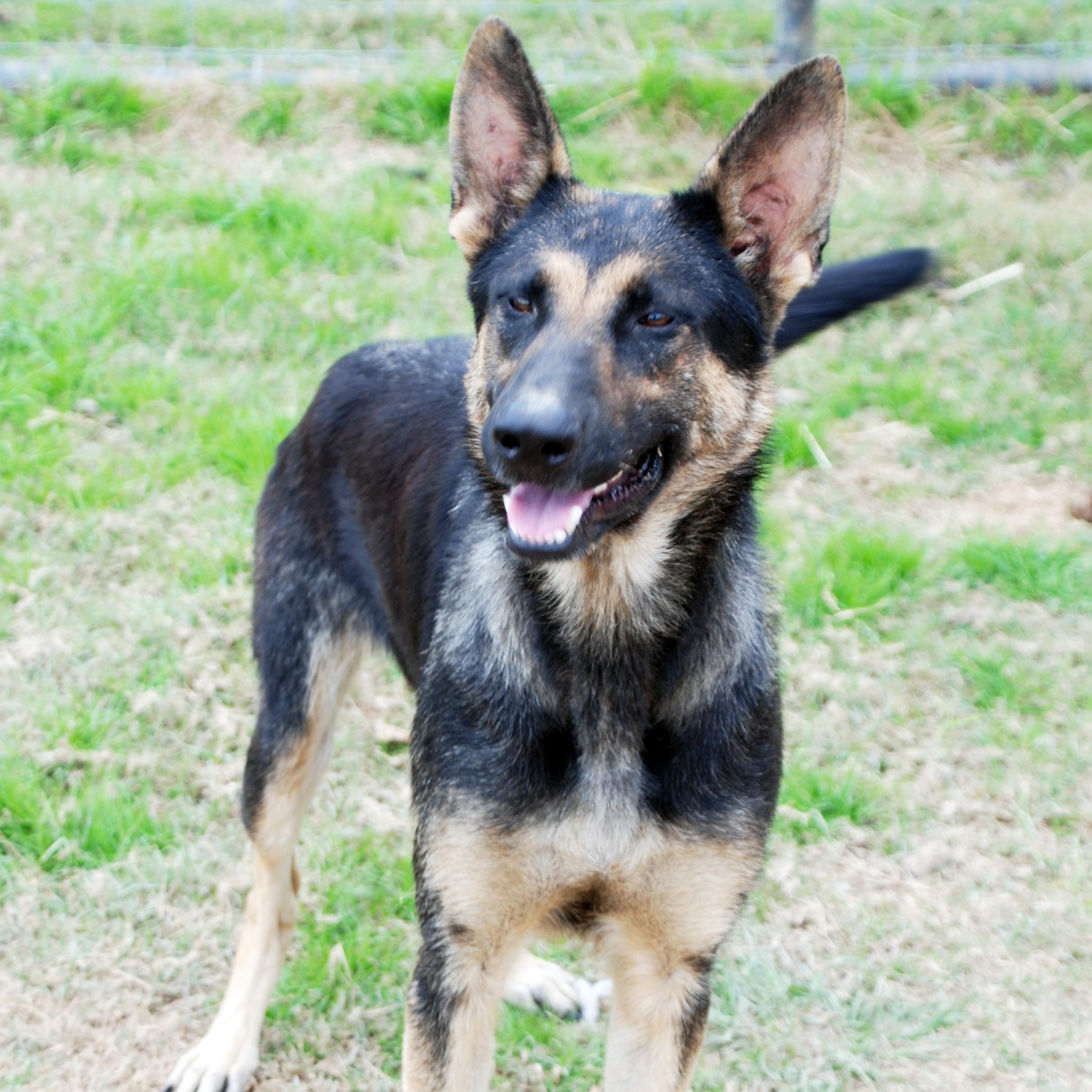 Enlarge Hildie, a ADOPTABLE German Shepherd Dog in Madisonville, TX image 5/5