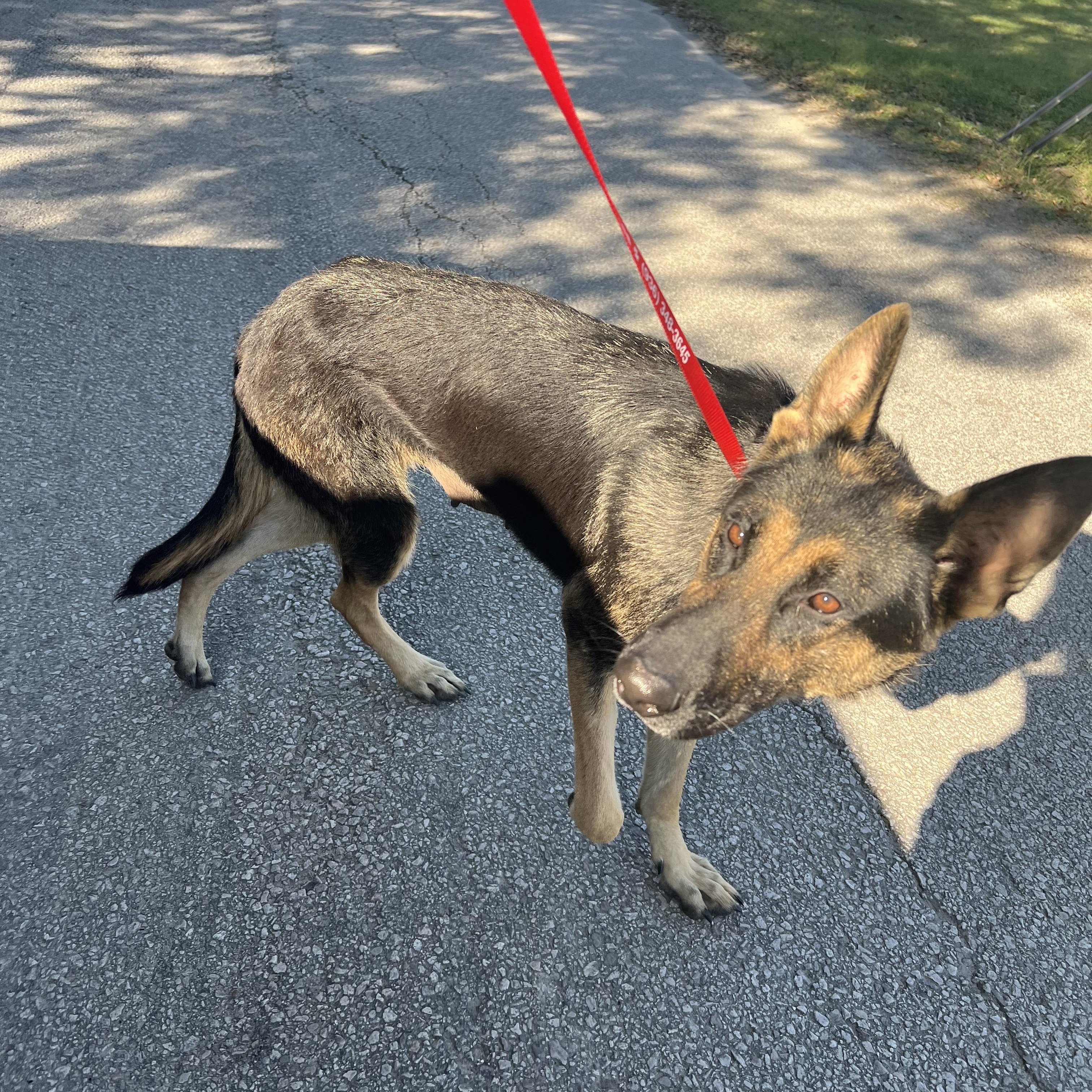 Enlarge Hildie, a ADOPTABLE German Shepherd Dog in Madisonville, TX image 4/5