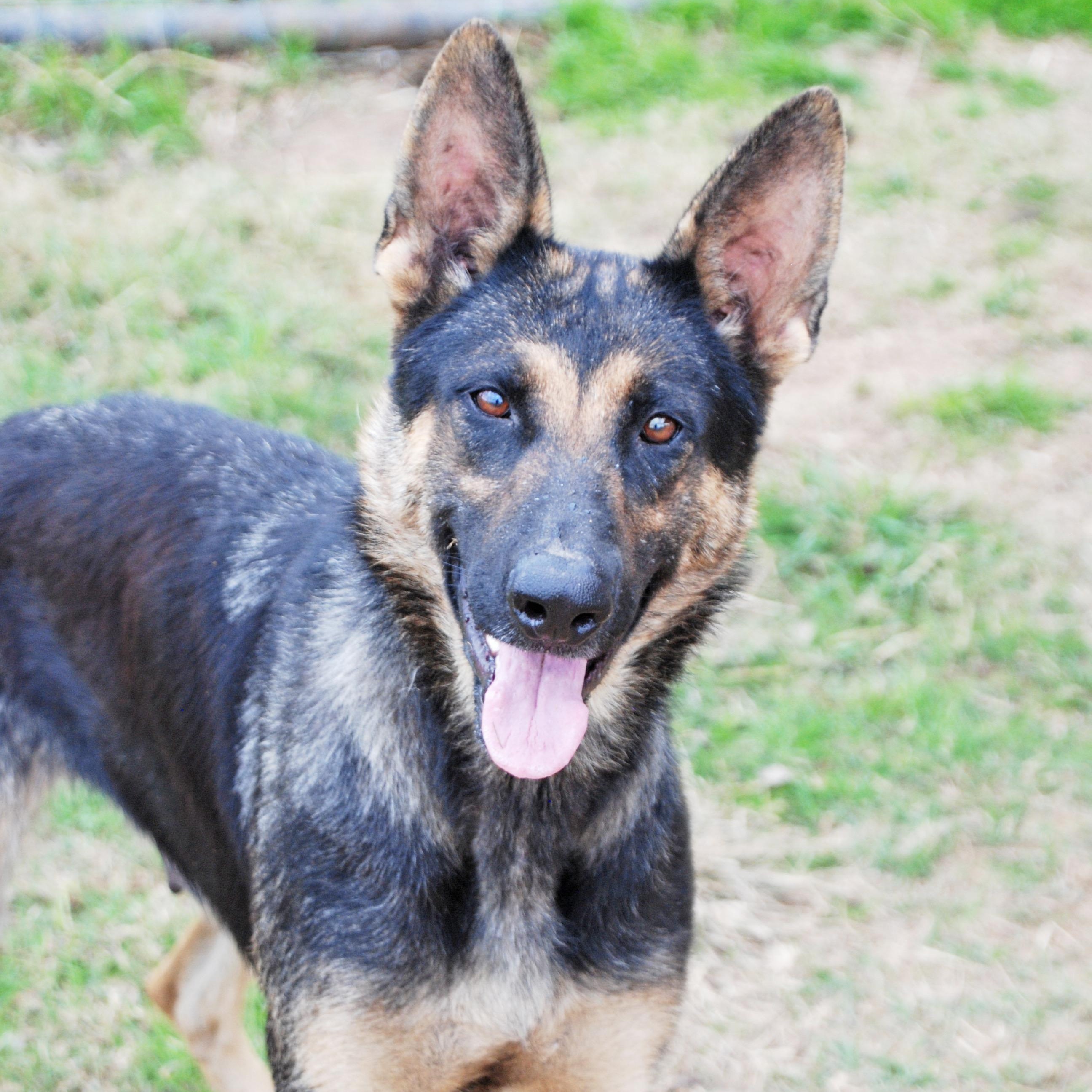 Enlarge Hildie, a ADOPTABLE German Shepherd Dog in Madisonville, TX image 1/5