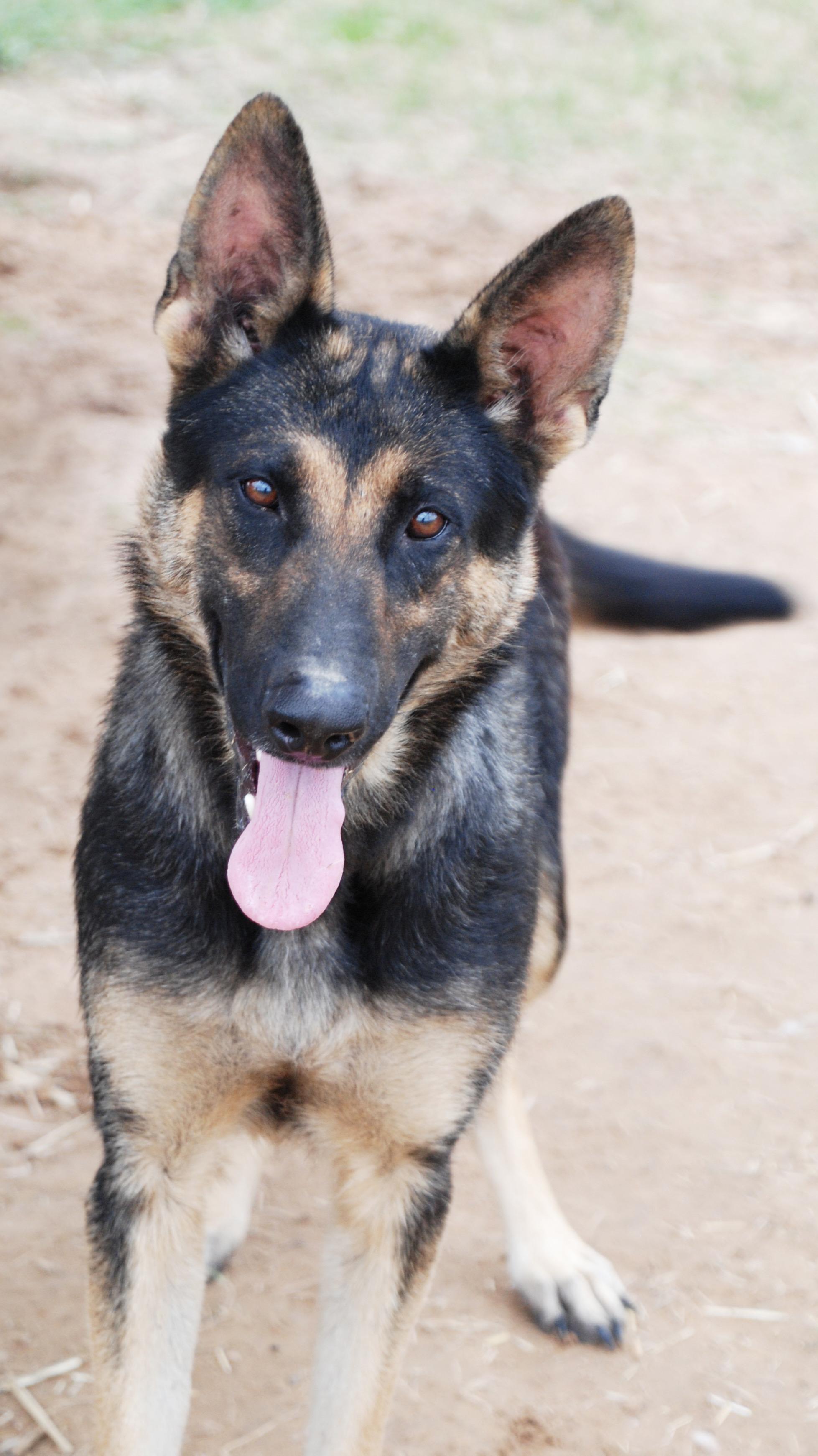 Enlarge Hildie, a ADOPTABLE German Shepherd Dog in Madisonville, TX image 3/5