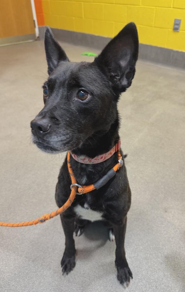 Ava, Adoptable, Senior Female Labrador Retriever.