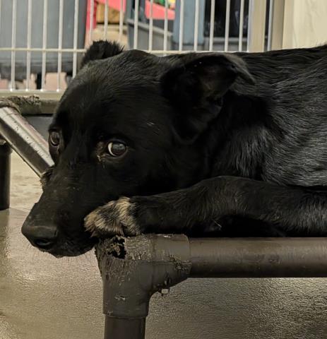 Harold -- URGENT! OUT OF TIME!