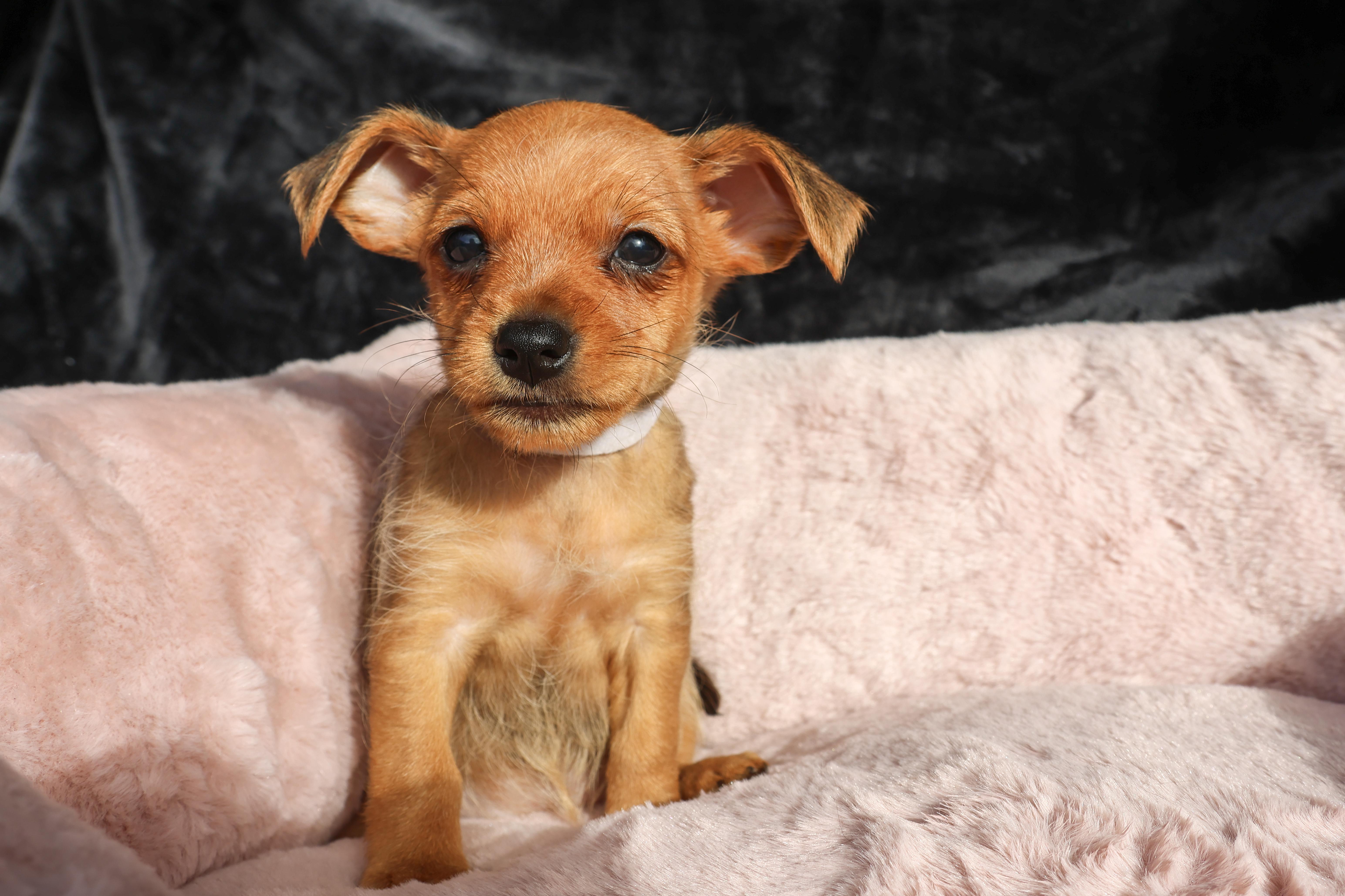 Queen Champions Litter_Lucy, Adoptable, Puppy Female Yorkshire Terrier & Chihuahua.