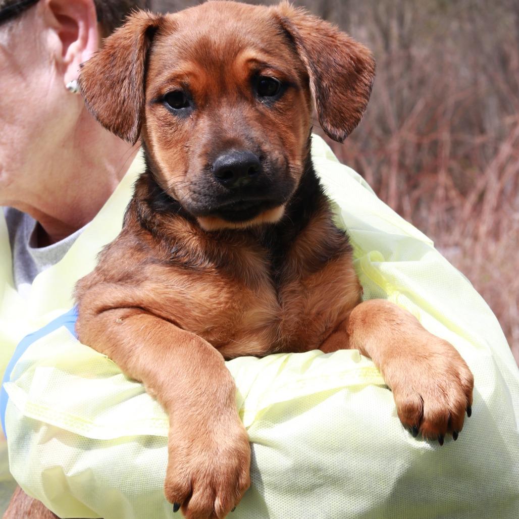 CT Maurice, Adoptable, Puppy Male Shepherd & Border Collie.