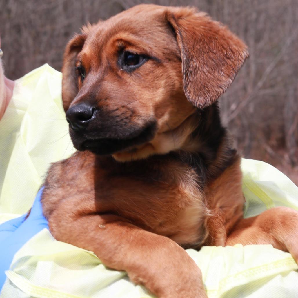 Enlarge CT Maurice, a Adoptable mixed breed in Eastford, CT image 2/5