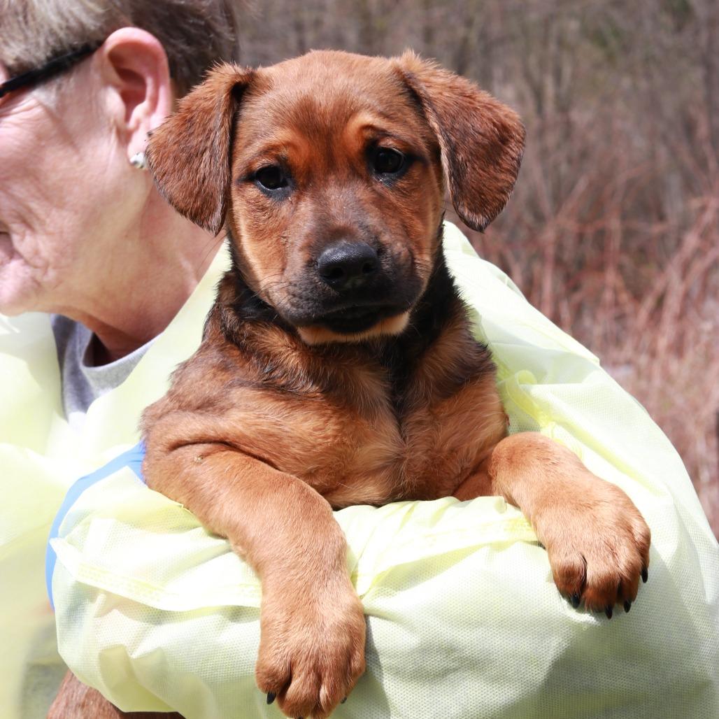 Enlarge CT Maurice, a Adoptable mixed breed in Eastford, CT image 3/5
