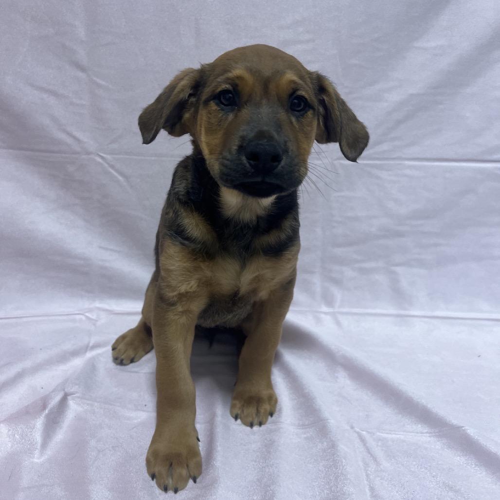 Enlarge CT Maurice, a Adoptable mixed breed in Eastford, CT image 4/5