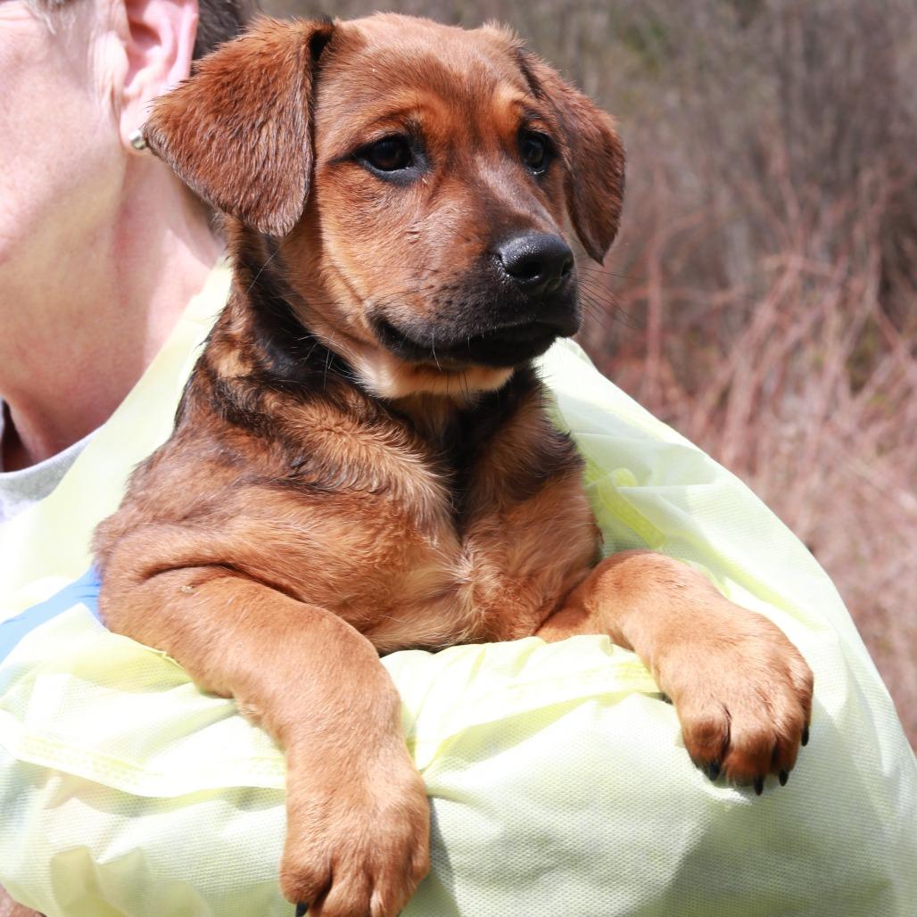 Enlarge CT Maurice, a Adoptable mixed breed in Eastford, CT image 5/5