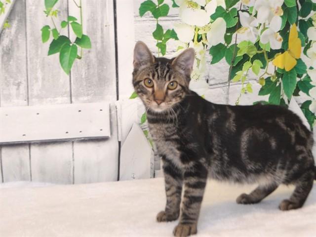 Enlarge HYDE, a Adoptable mixed breed in Oroville, CA image 1/1