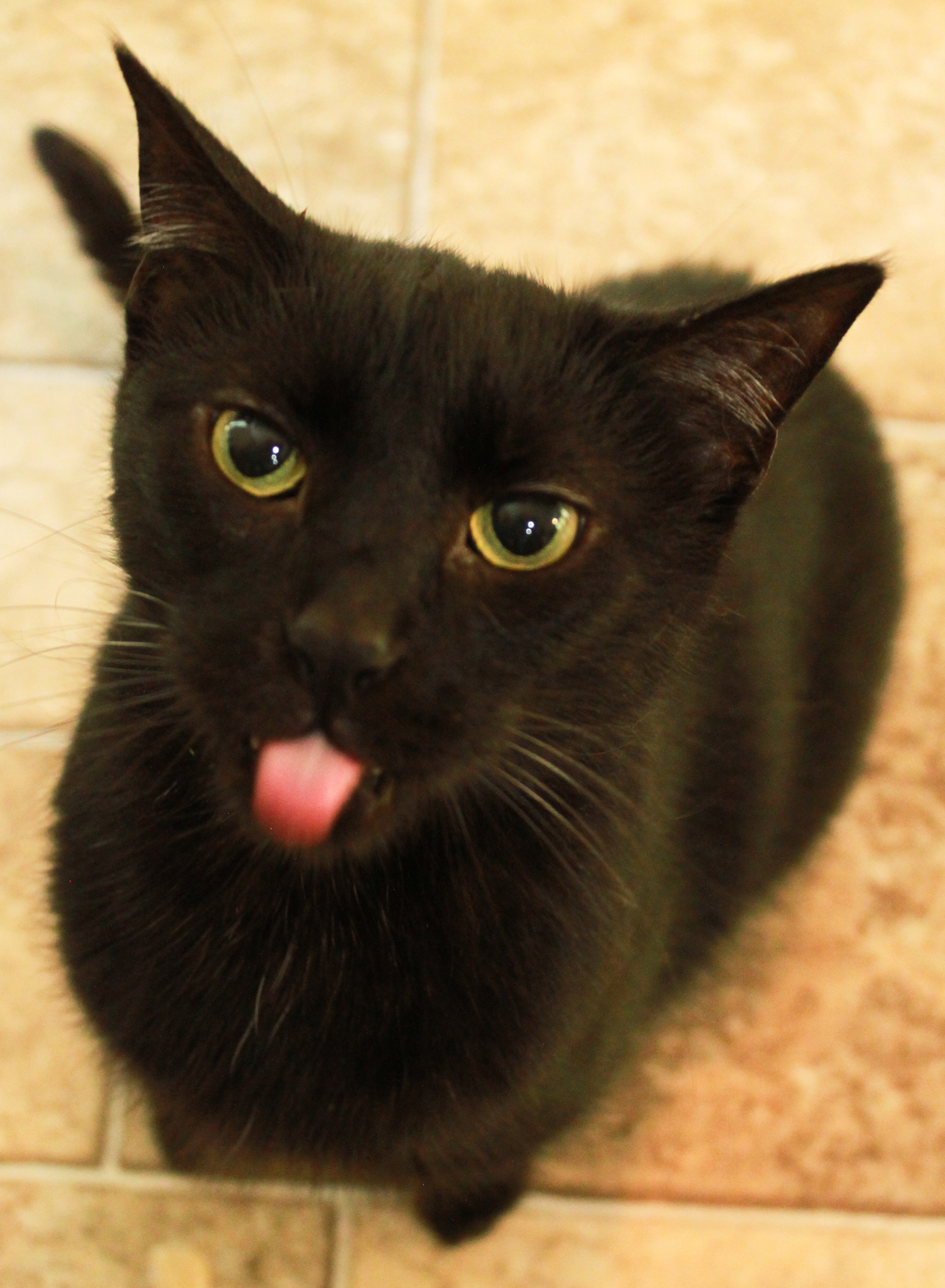 Kareem, a Adoptable Domestic Short Hair in Ona, WV image 1/3