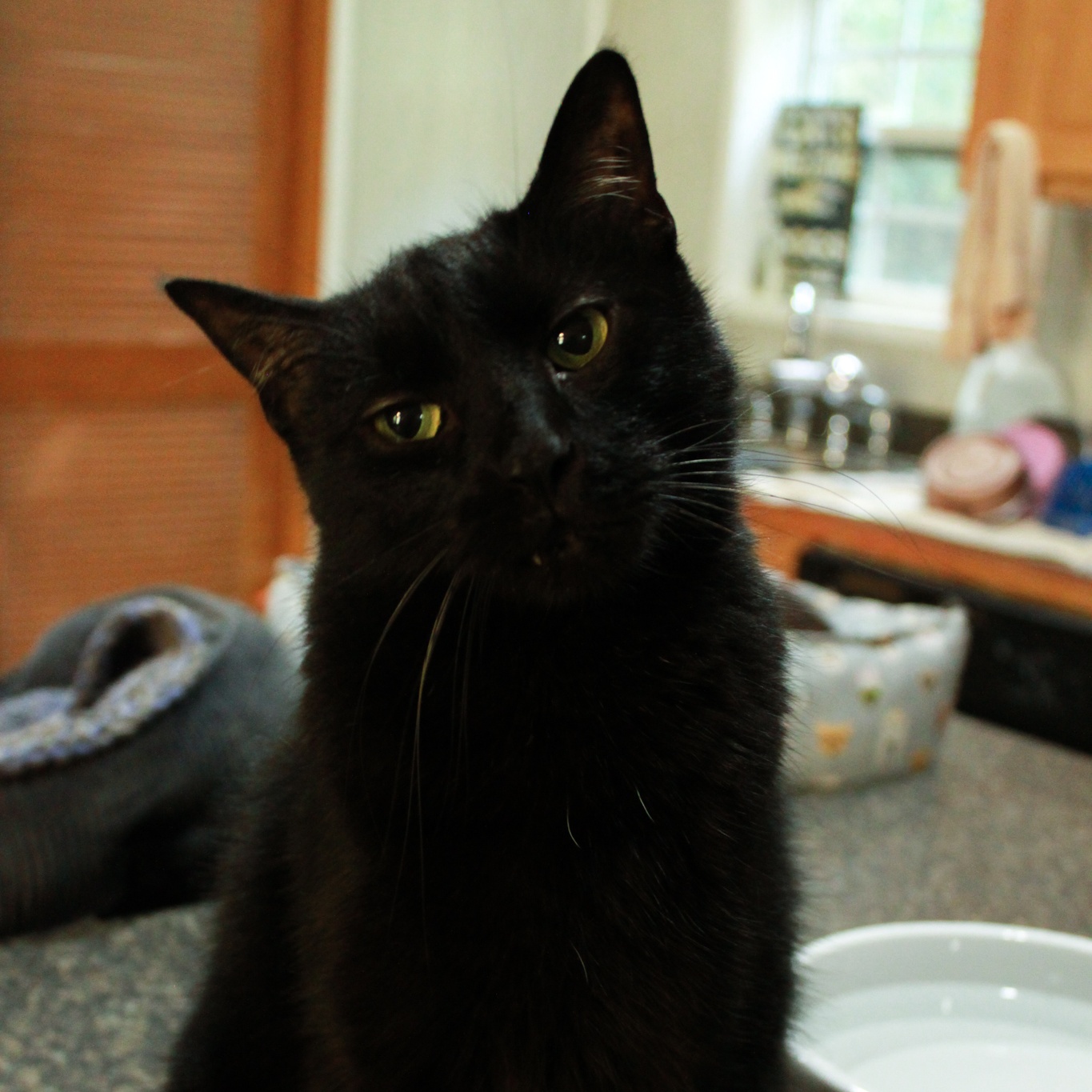 Kareem, a Adoptable Domestic Short Hair in Ona, WV image 2/3