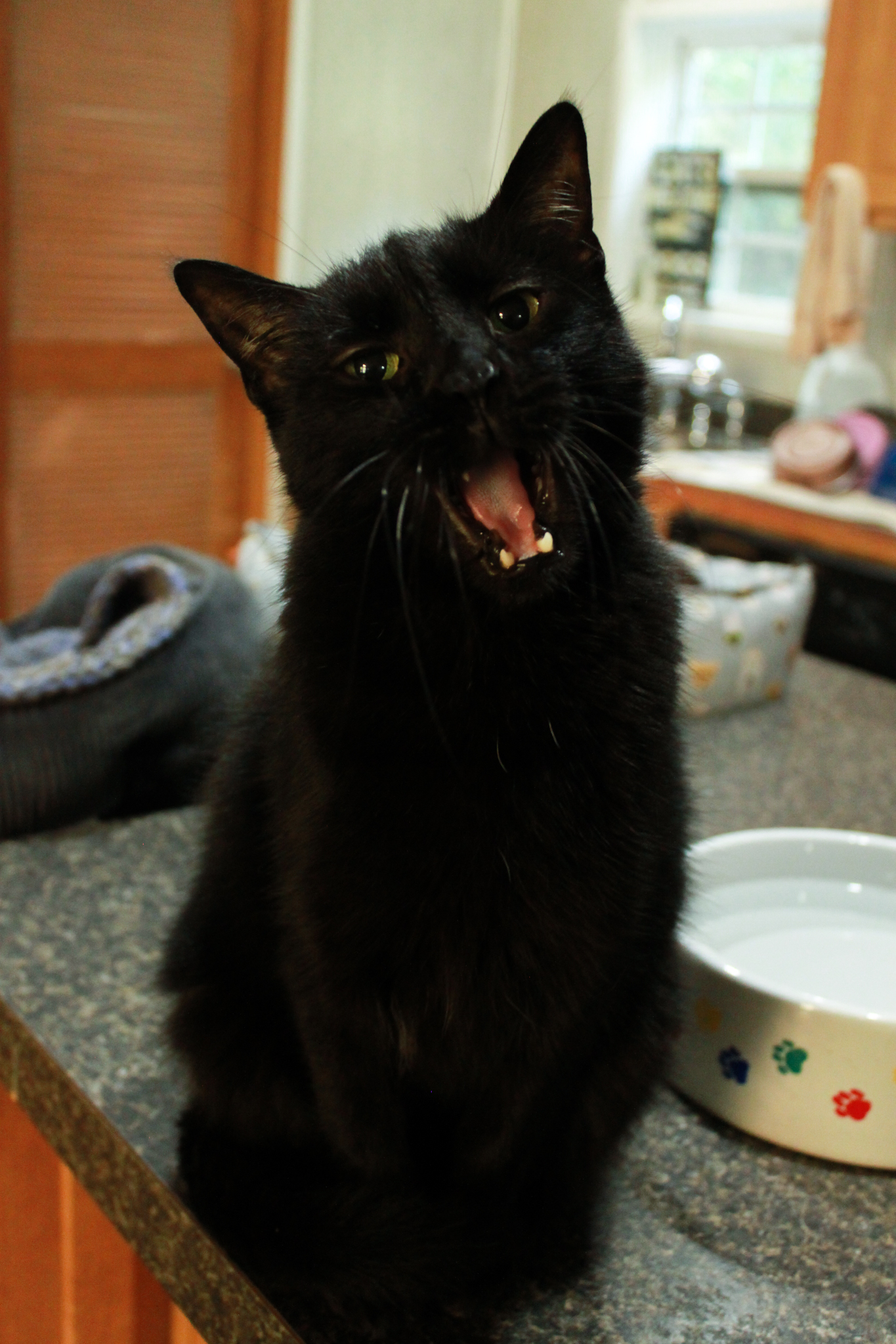 Kareem, a Adoptable Domestic Short Hair in Ona, WV image 3/3