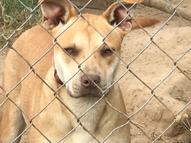 Mousy, a Adoptable mixed breed in Rockdale, TX image 1/4