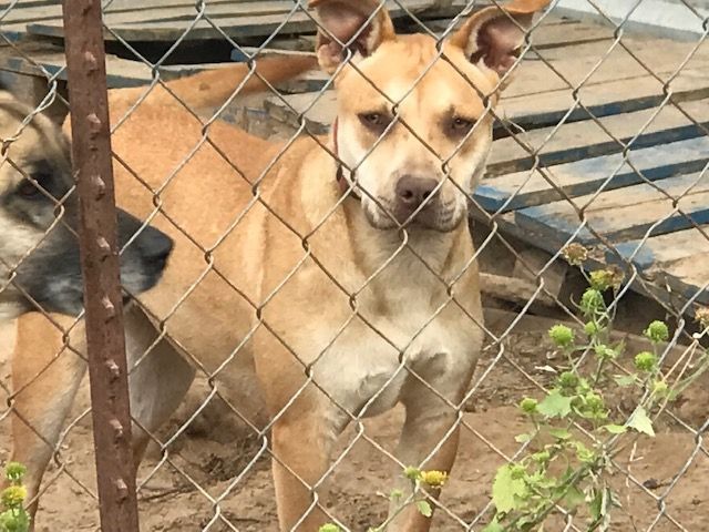 Mousy, a Adoptable mixed breed in Rockdale, TX image 2/4