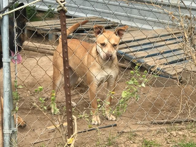 Mousy, a Adoptable mixed breed in Rockdale, TX image 3/4