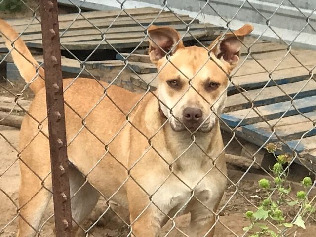 Mousy, a Adoptable mixed breed in Rockdale, TX image 4/4
