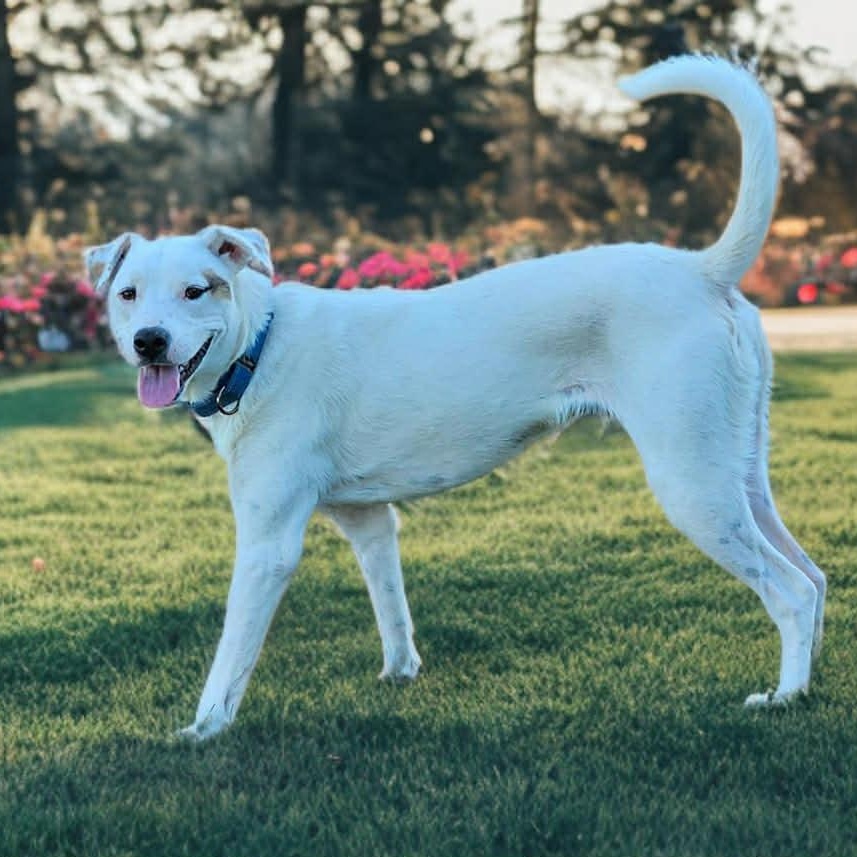 Enlarge Milo, a Adoptable mixed breed in Benton Harbor, MI image 2/6