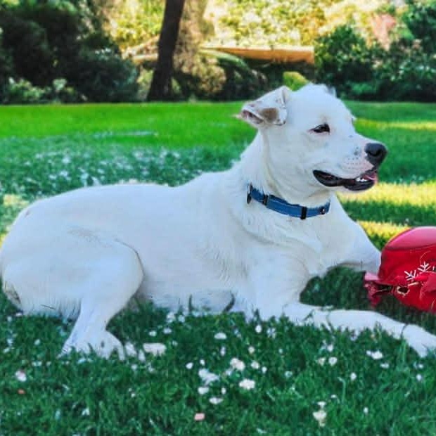 Enlarge Milo, a Adoptable mixed breed in Benton Harbor, MI image 6/6