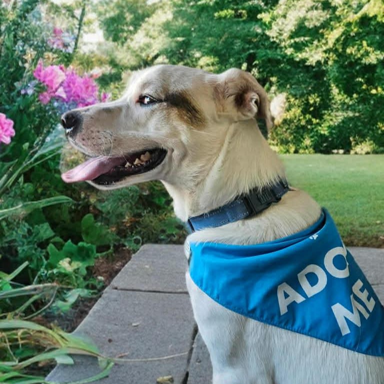 Enlarge Milo, a Adoptable mixed breed in Benton Harbor, MI image 3/6